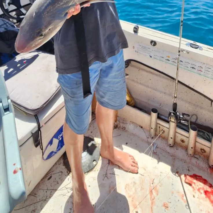 The most recent Gummy shark catches on Fishbrain