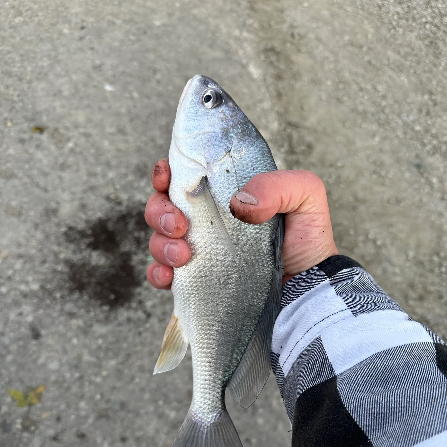 Freshwater drum caught on Fishbrain