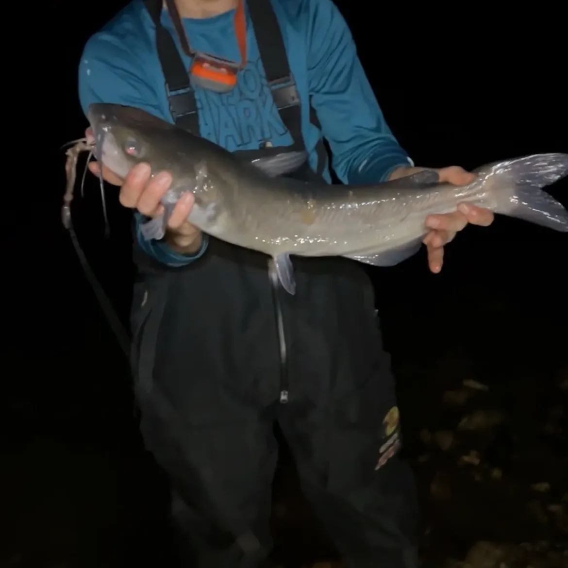 Channel catfish caught on Fishbrain
