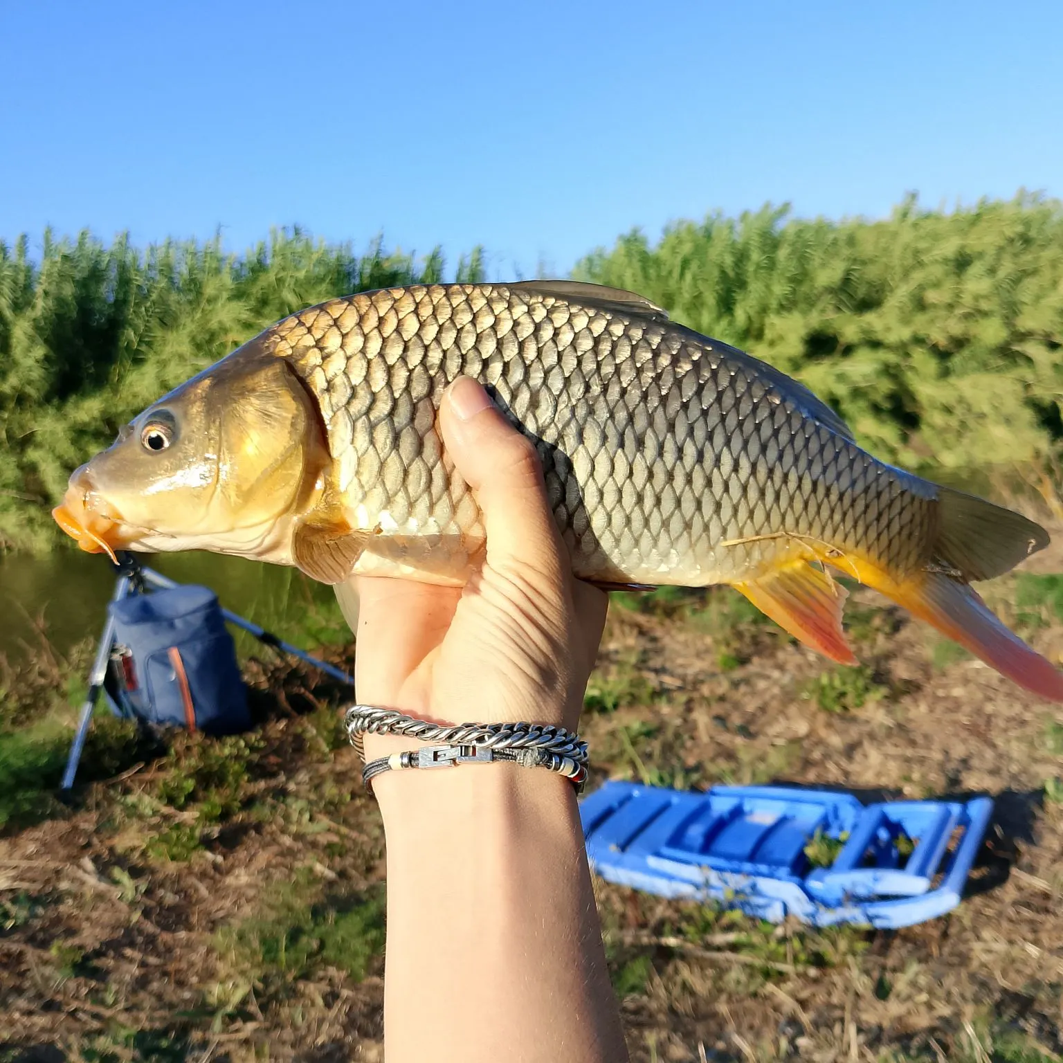 Common carp caught on Fishbrain