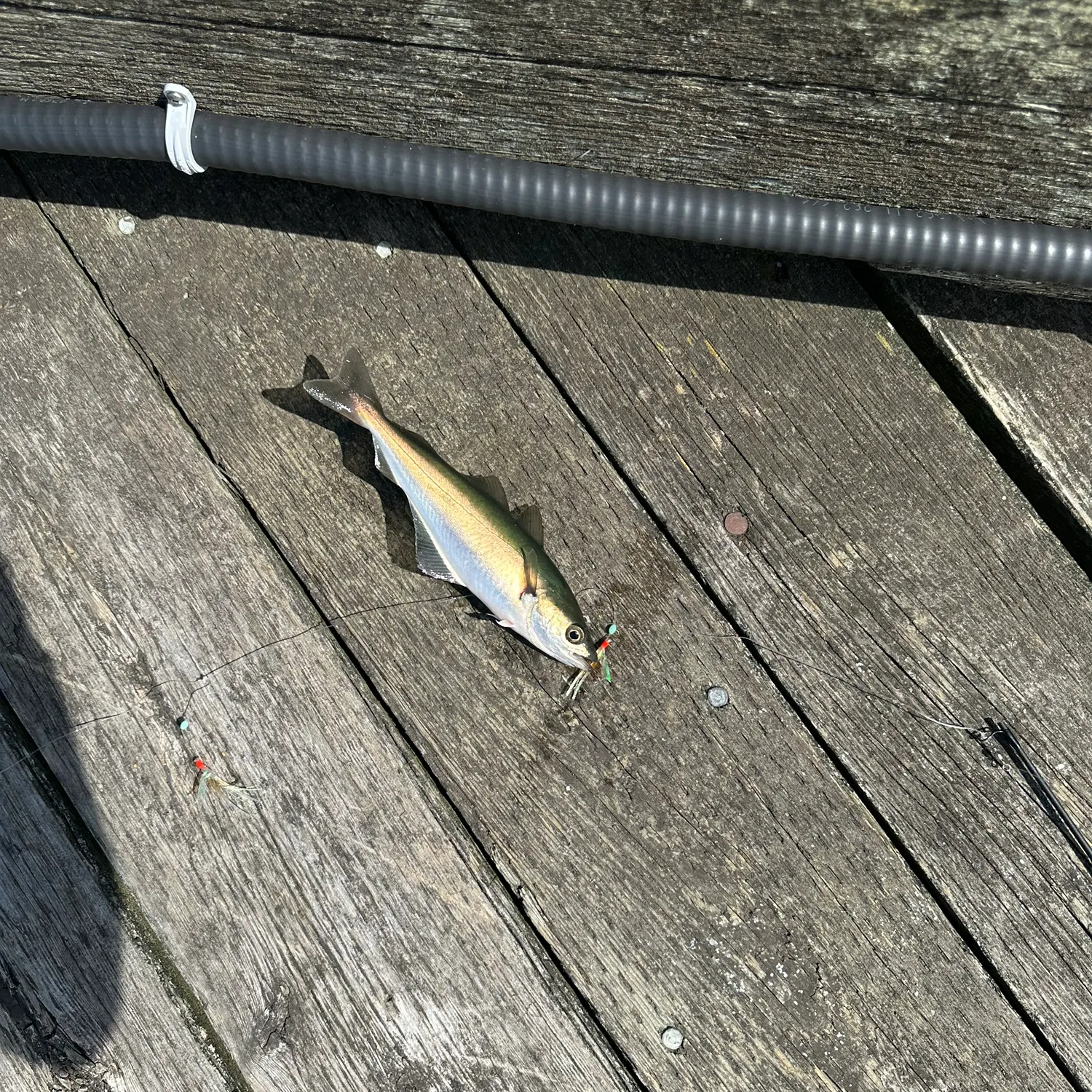 The most recent Pollack catches on Fishbrain