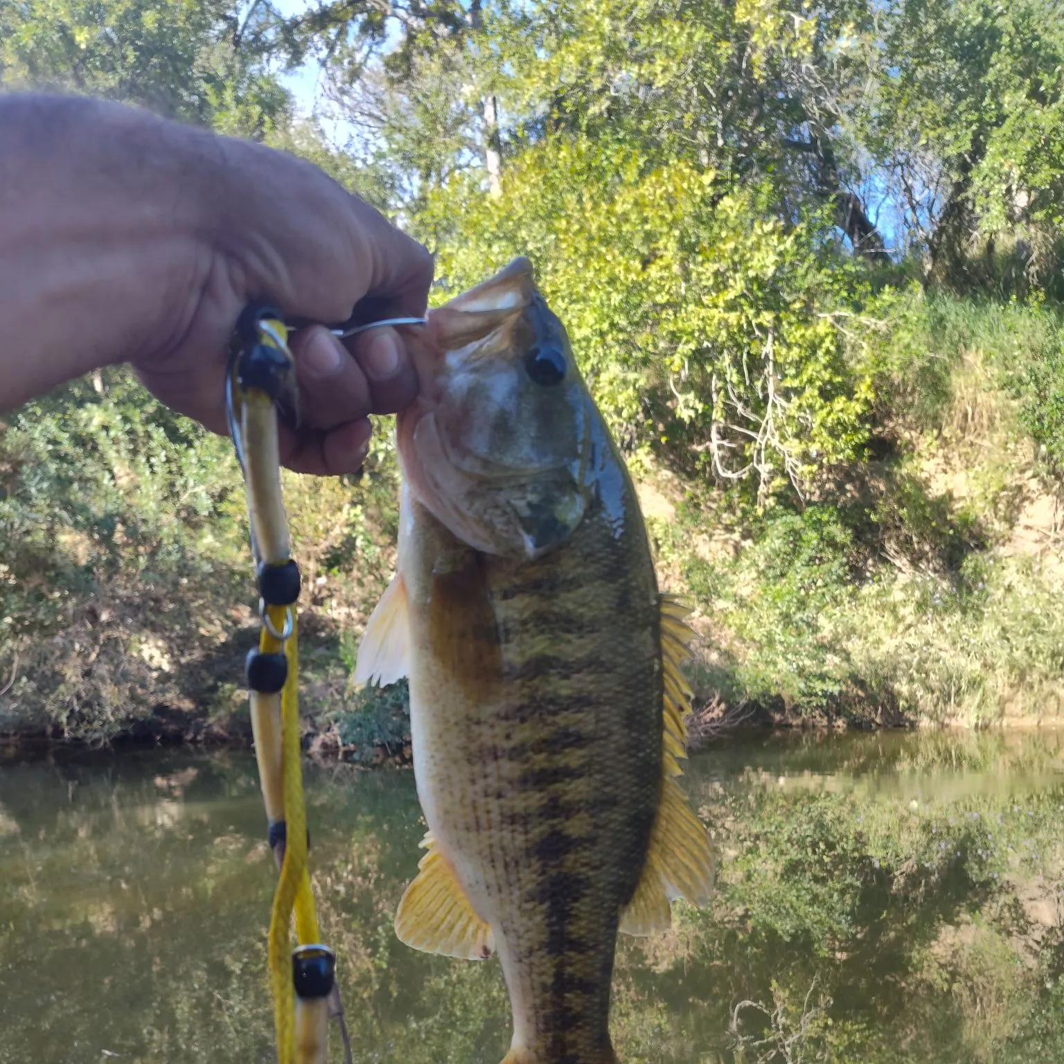 Fish caught on Fishbrain