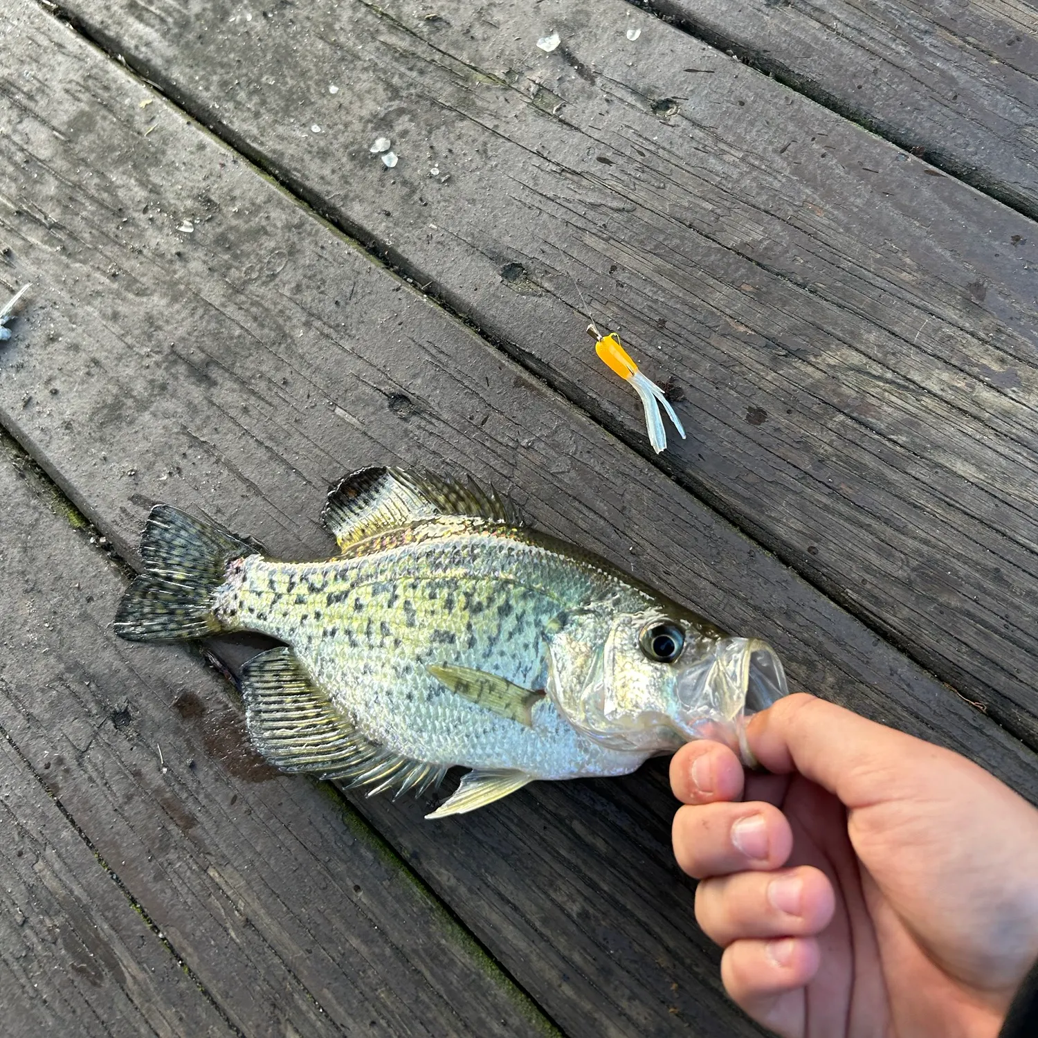 Black crappie caught on Fishbrain