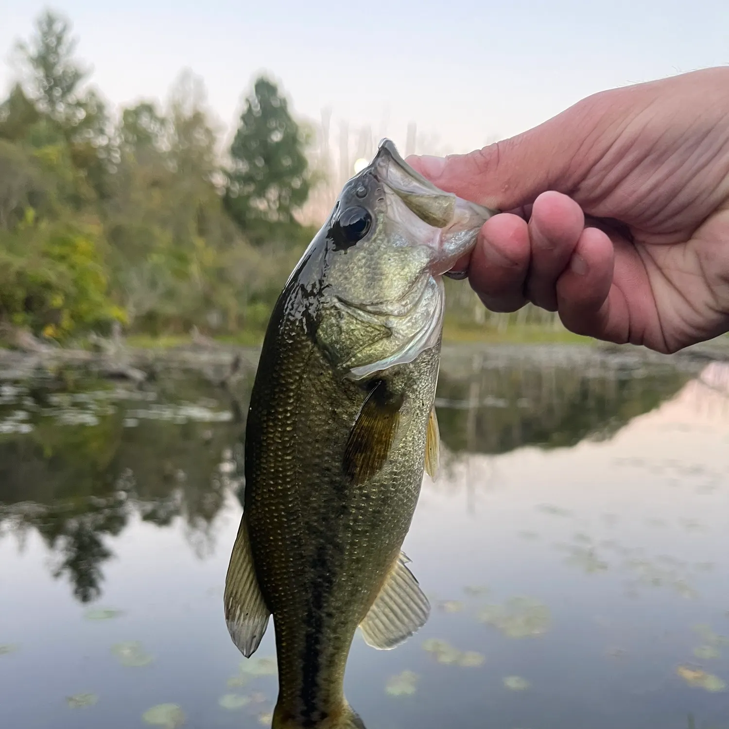 Largemouth bass caught on Fishbrain