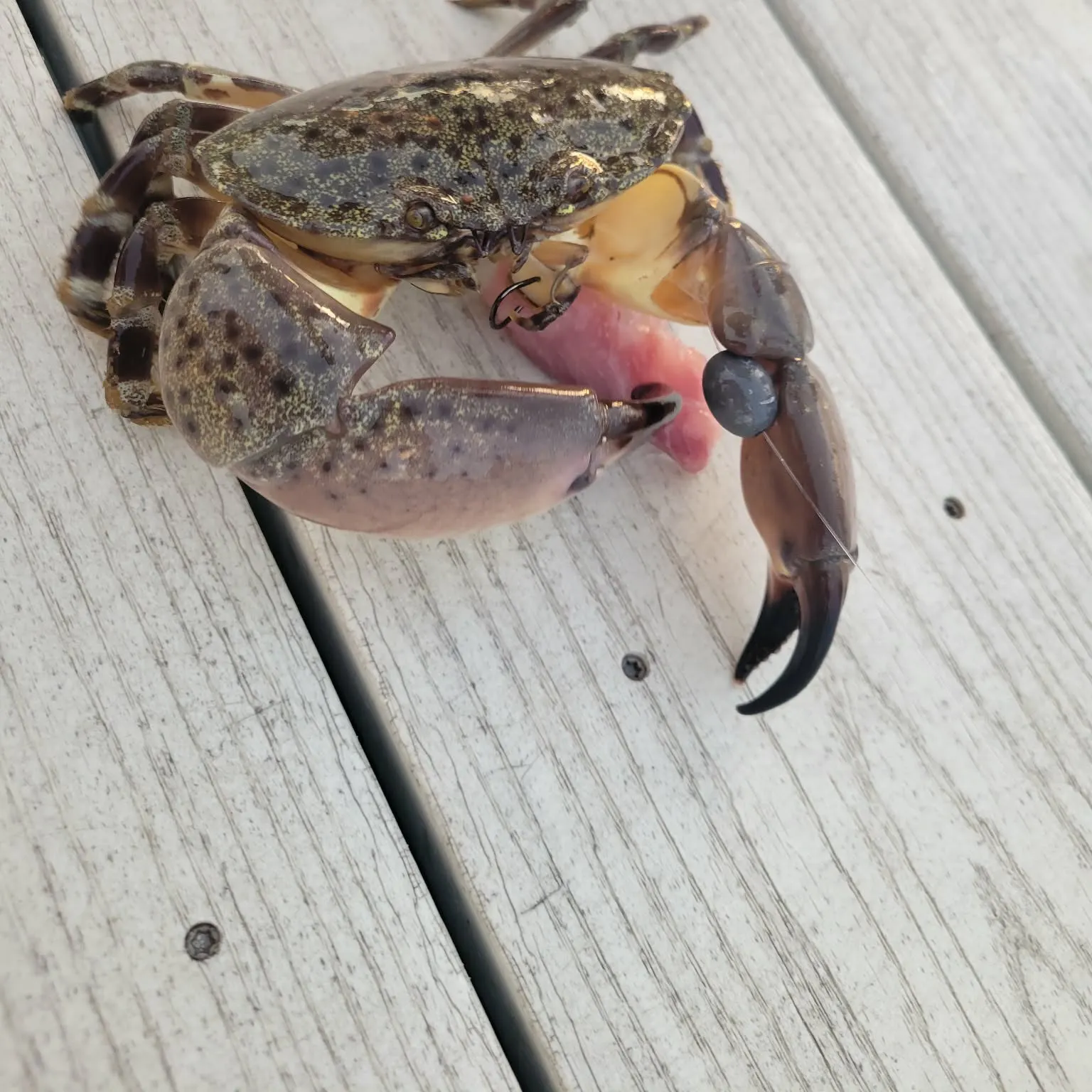 The most recent Florida stone crab catches on Fishbrain