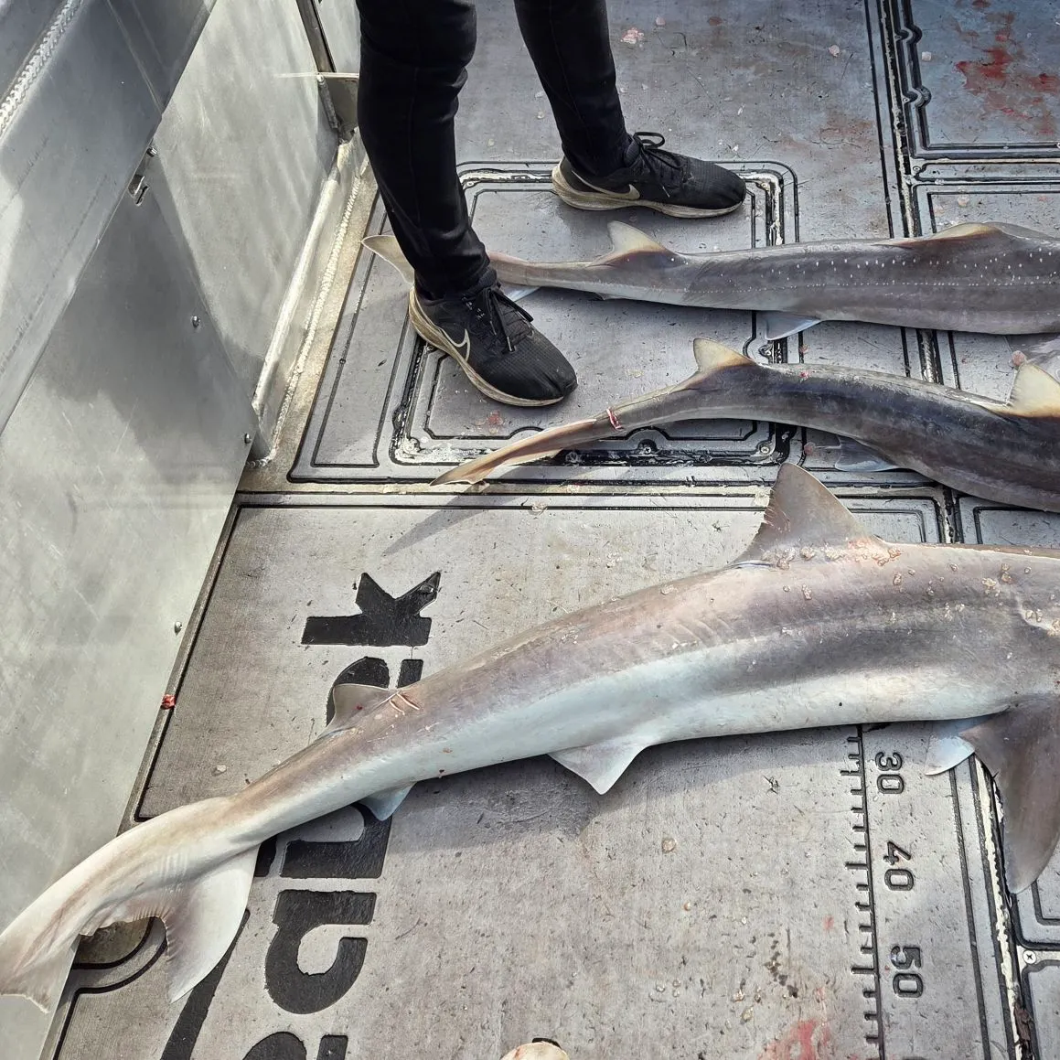 The most recent Gummy shark catches on Fishbrain