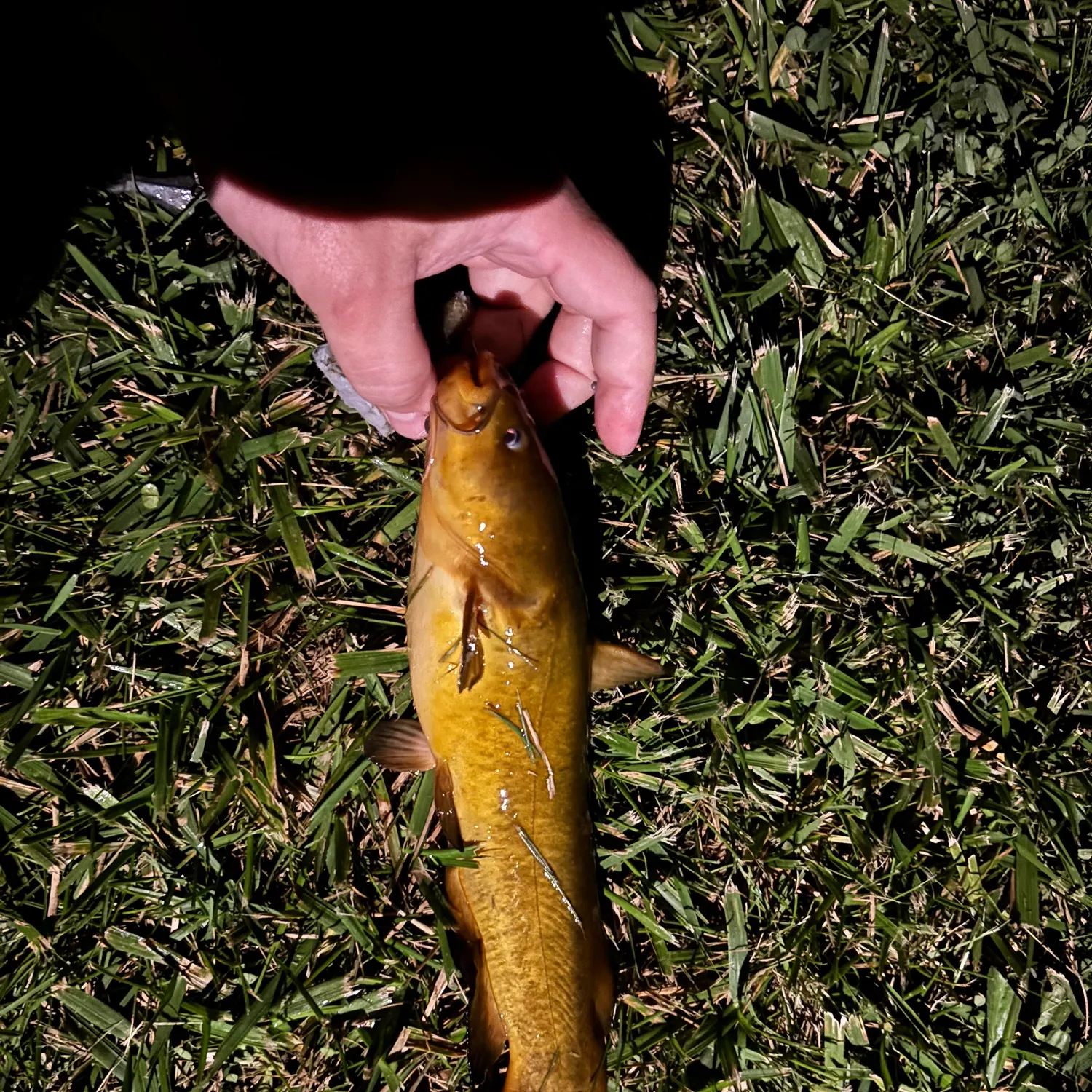 Yellow bullhead caught on Fishbrain