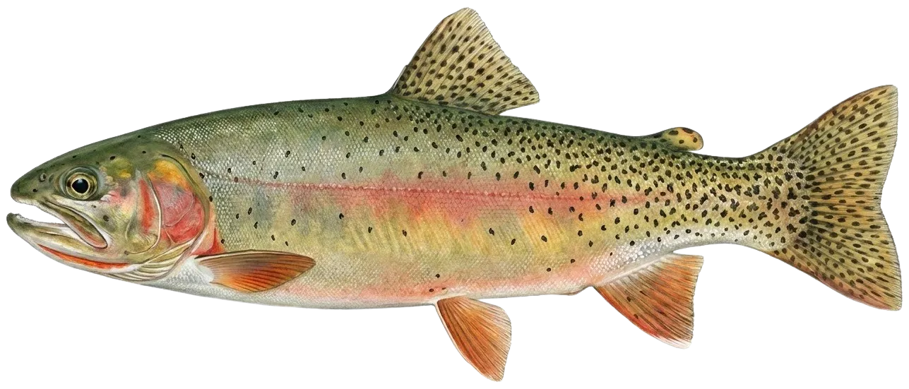 Westlope cutthroat trout