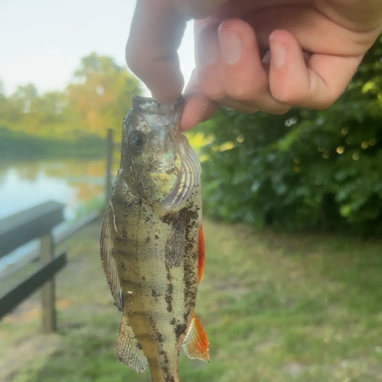 European perch caught on Fishbrain