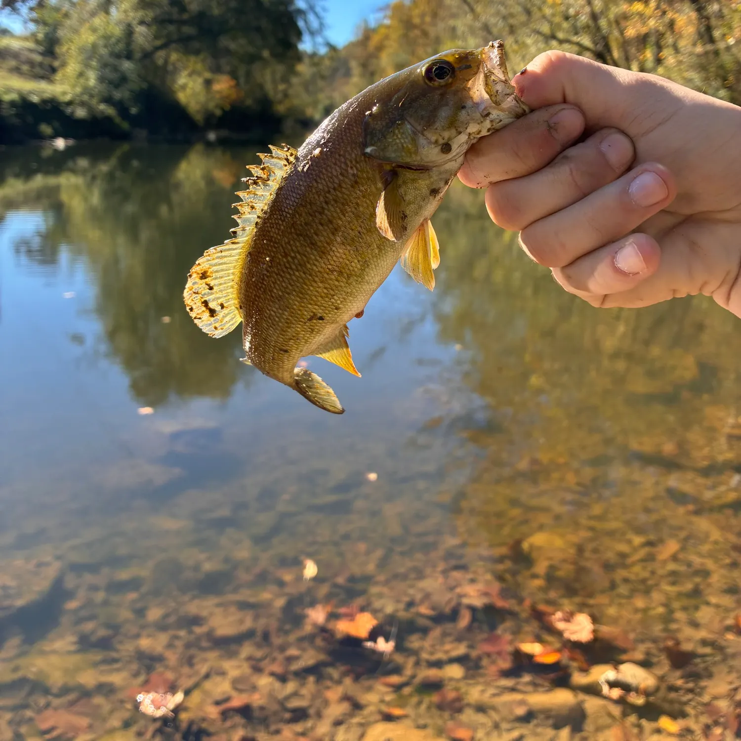 Smallmouth bass caught on Fishbrain