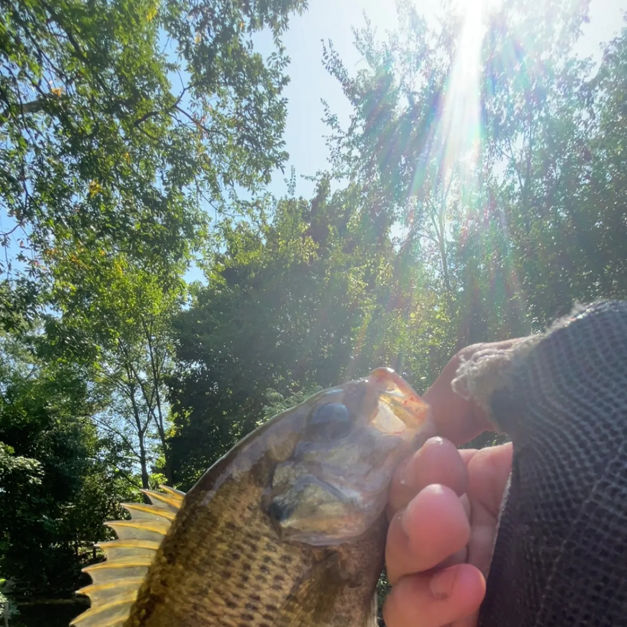 Rock bass caught on Fishbrain