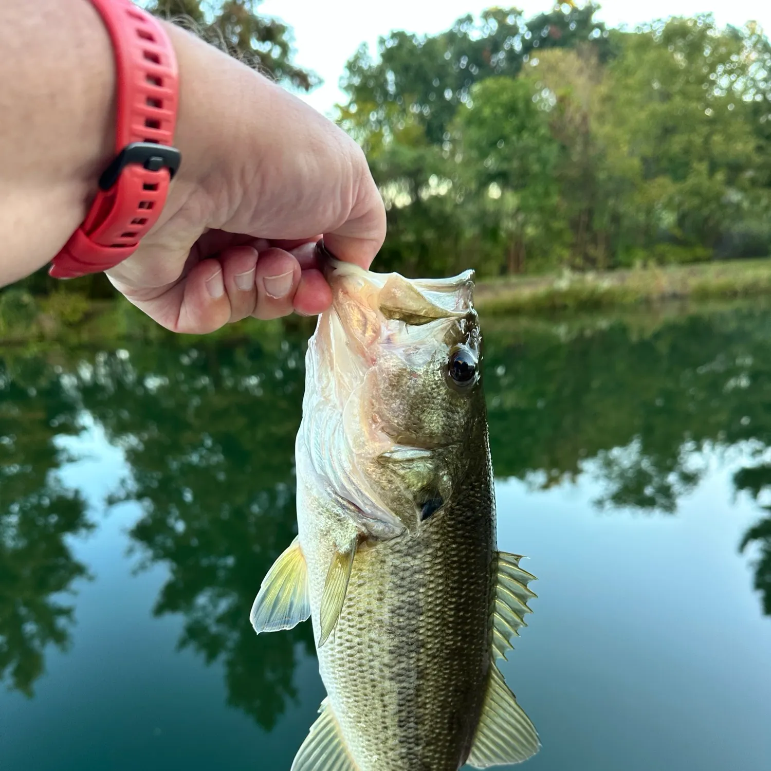 Largemouth bass caught on Fishbrain