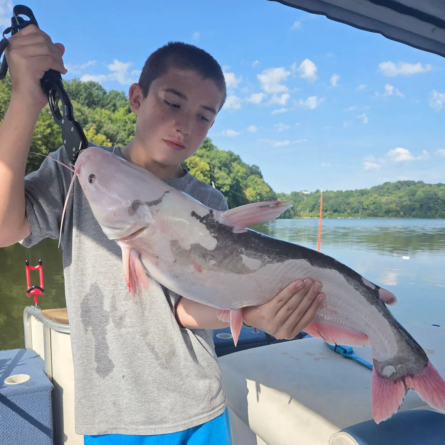 Blue catfish caught on Fishbrain