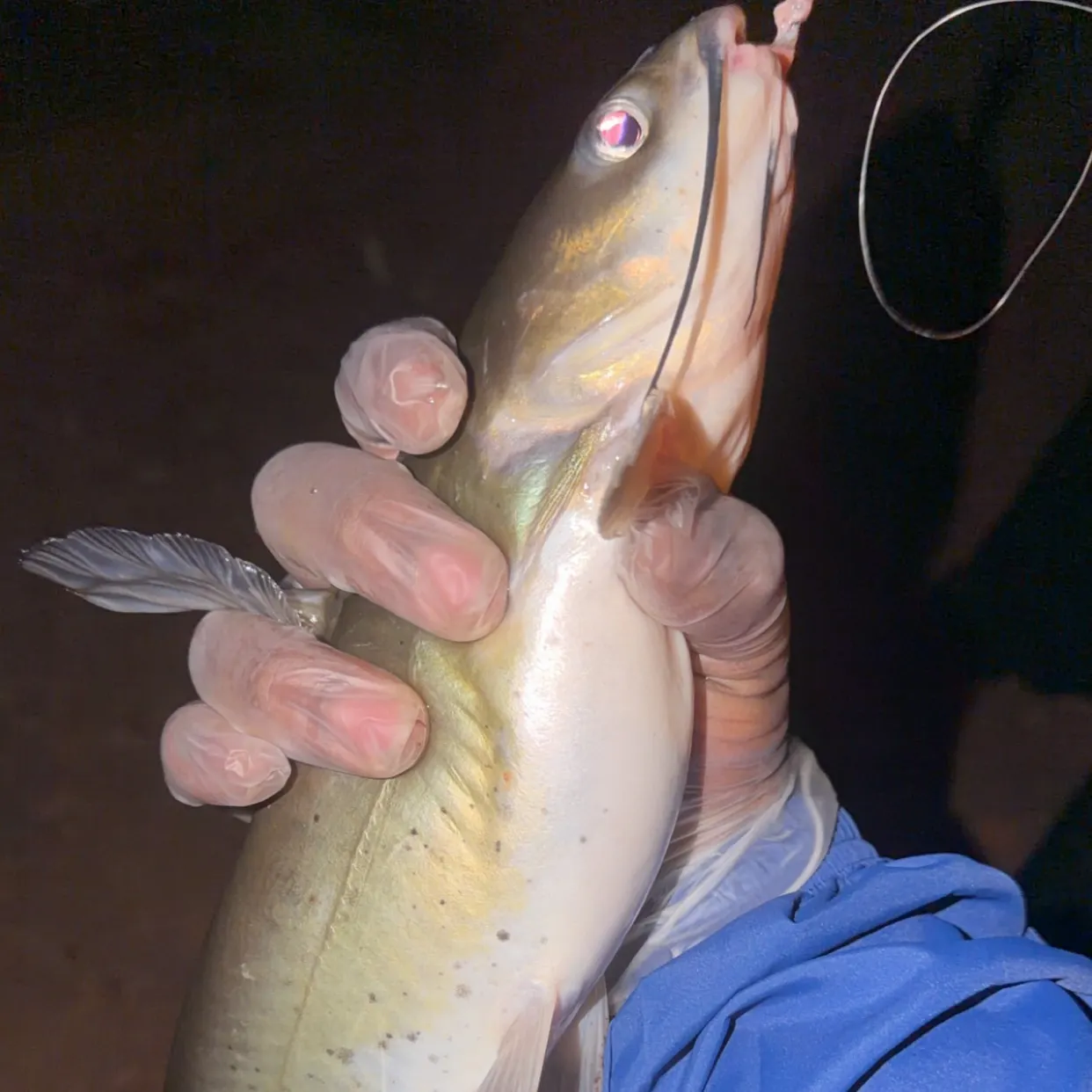 Channel catfish caught on Fishbrain