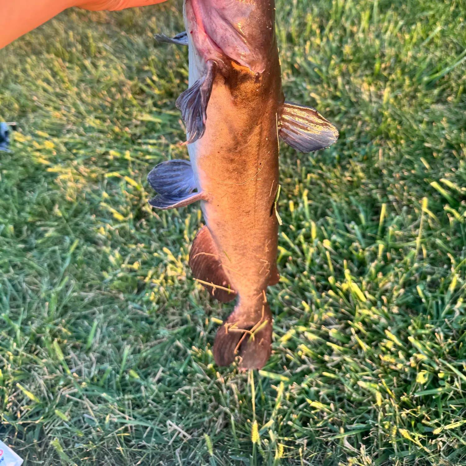 Channel catfish caught on Fishbrain