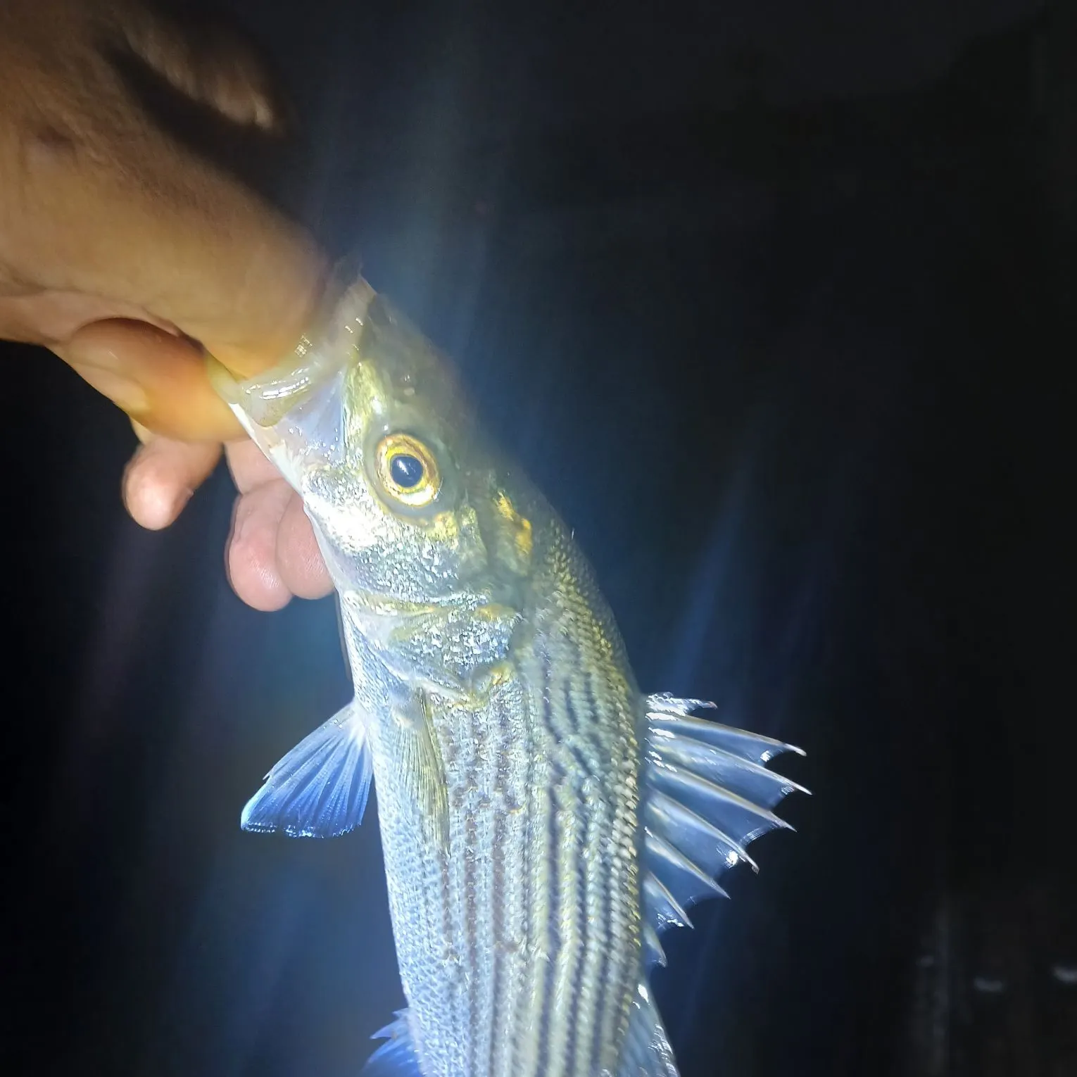 Striped bass caught on Fishbrain