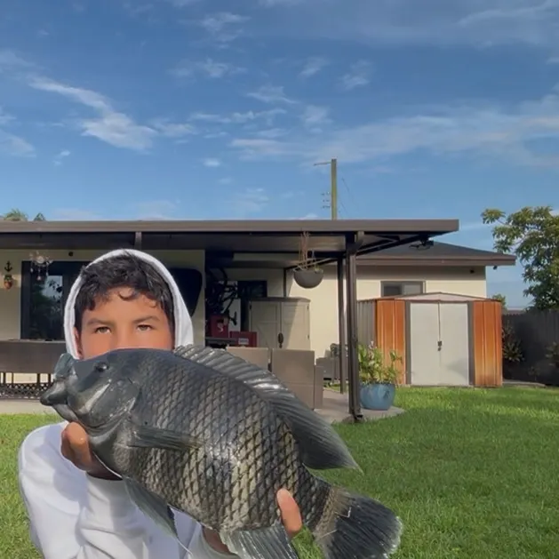 The most recent Zebra tilapia catches on Fishbrain