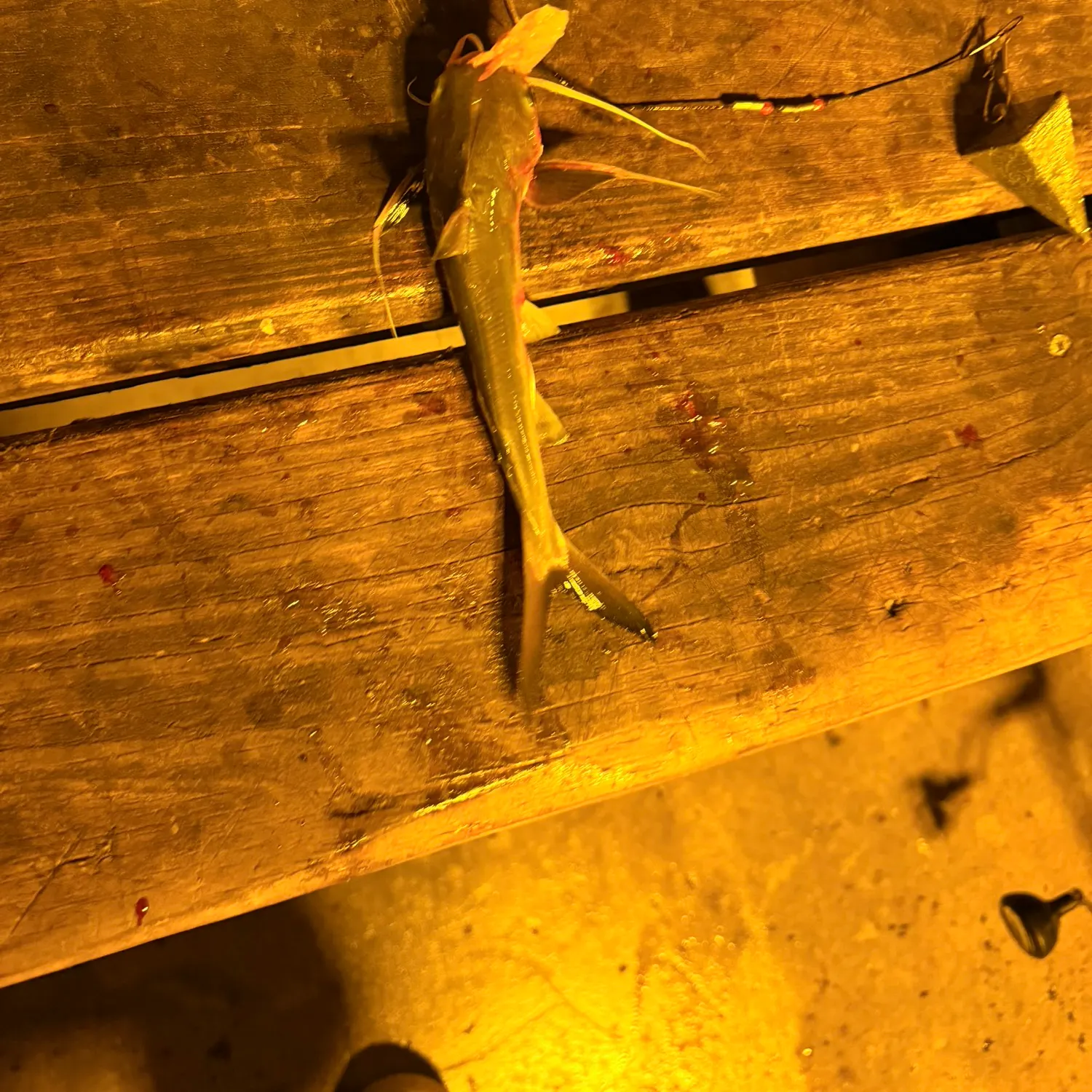 The most recent Hardhead sea catfish catches on Fishbrain