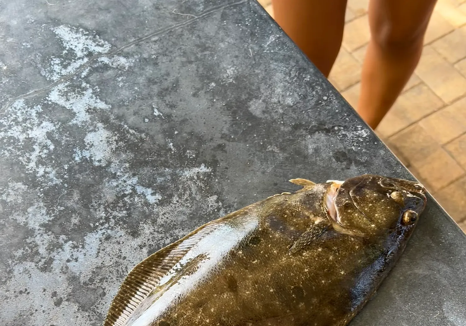 Southern flounder