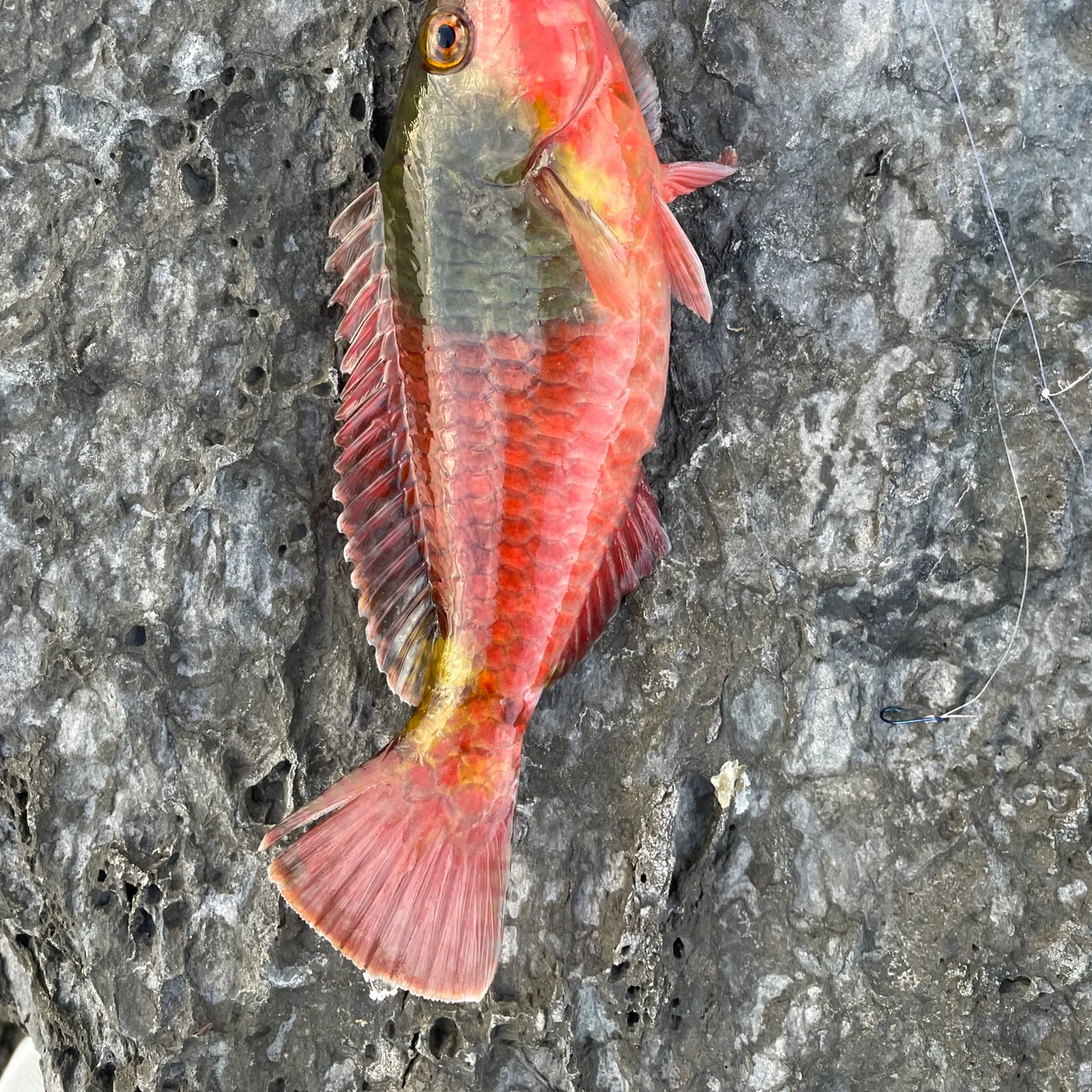 The most recent Mediterranean parrotfish catches on Fishbrain