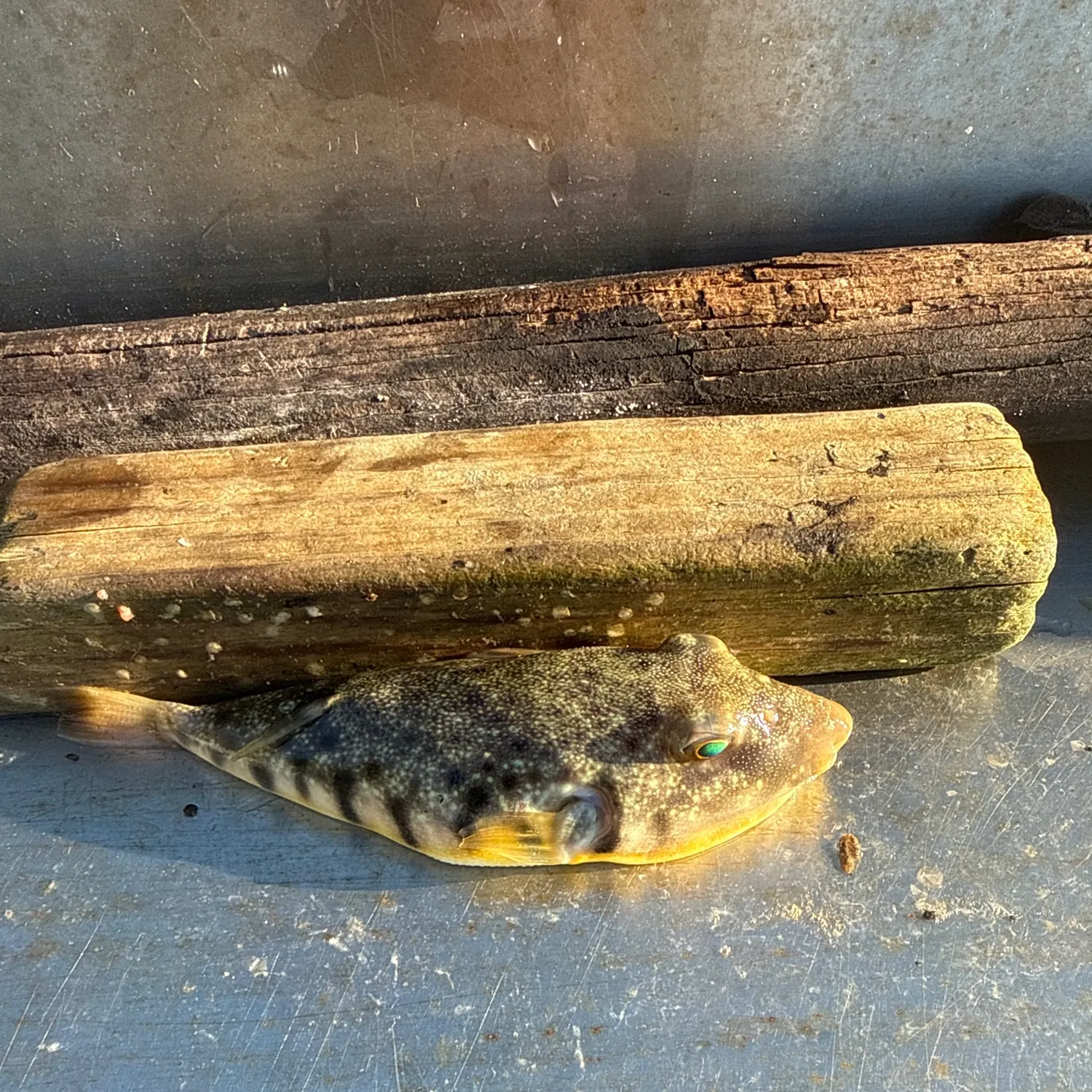 Northern puffer caught on Fishbrain