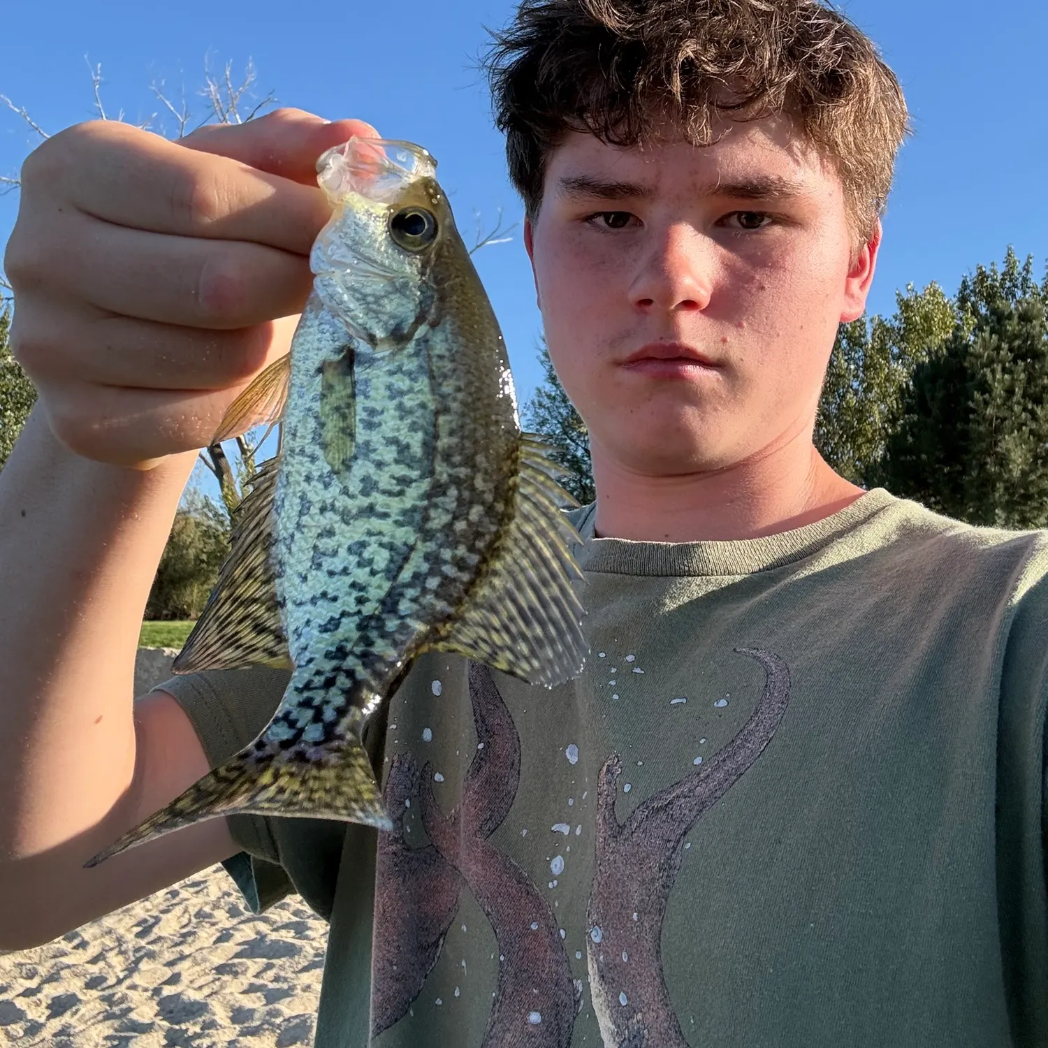 Black crappie caught on Fishbrain
