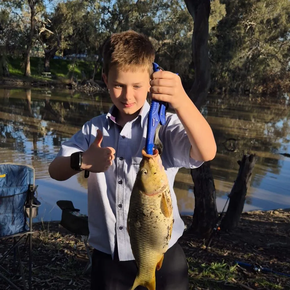 Common carp caught on Fishbrain