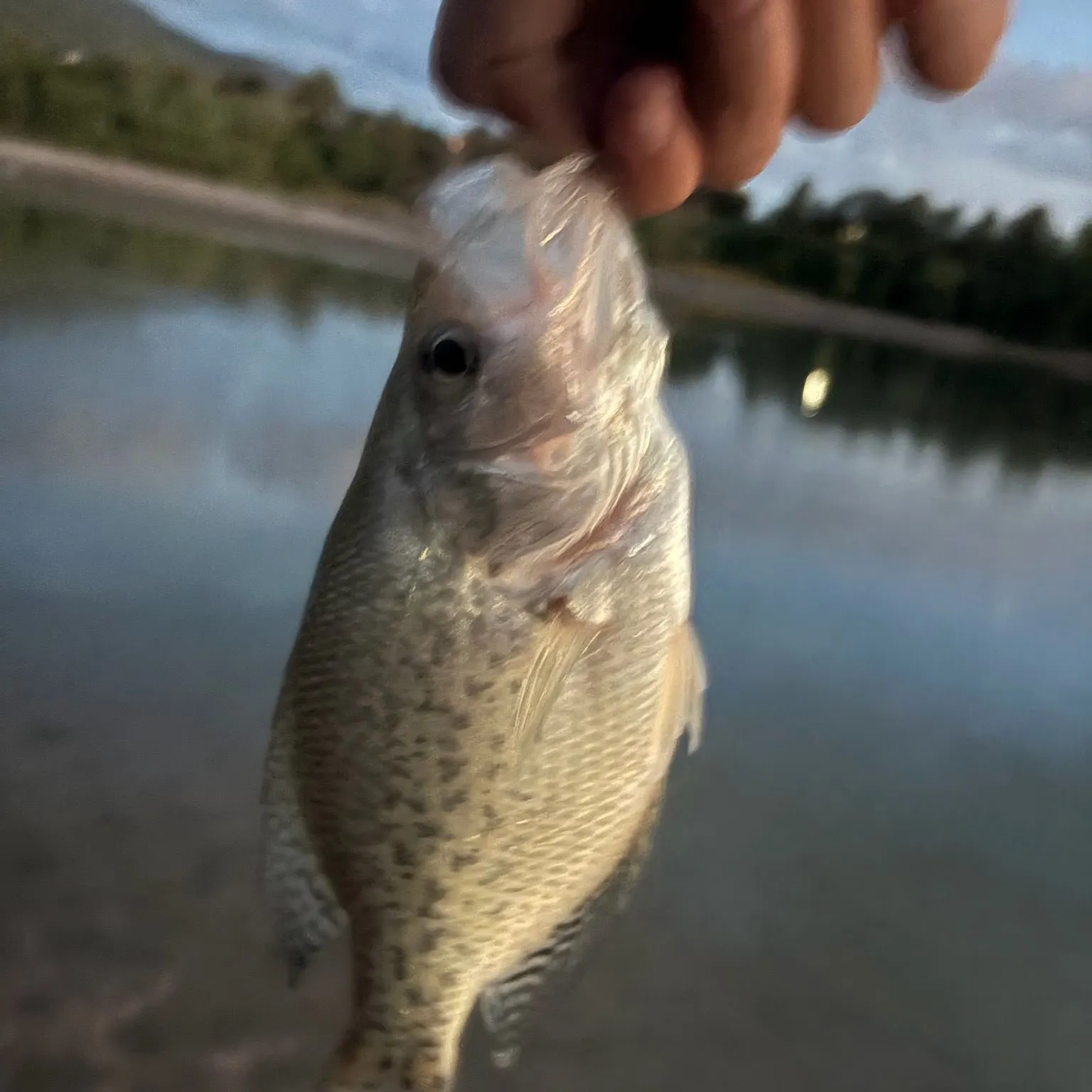 Black crappie caught on Fishbrain