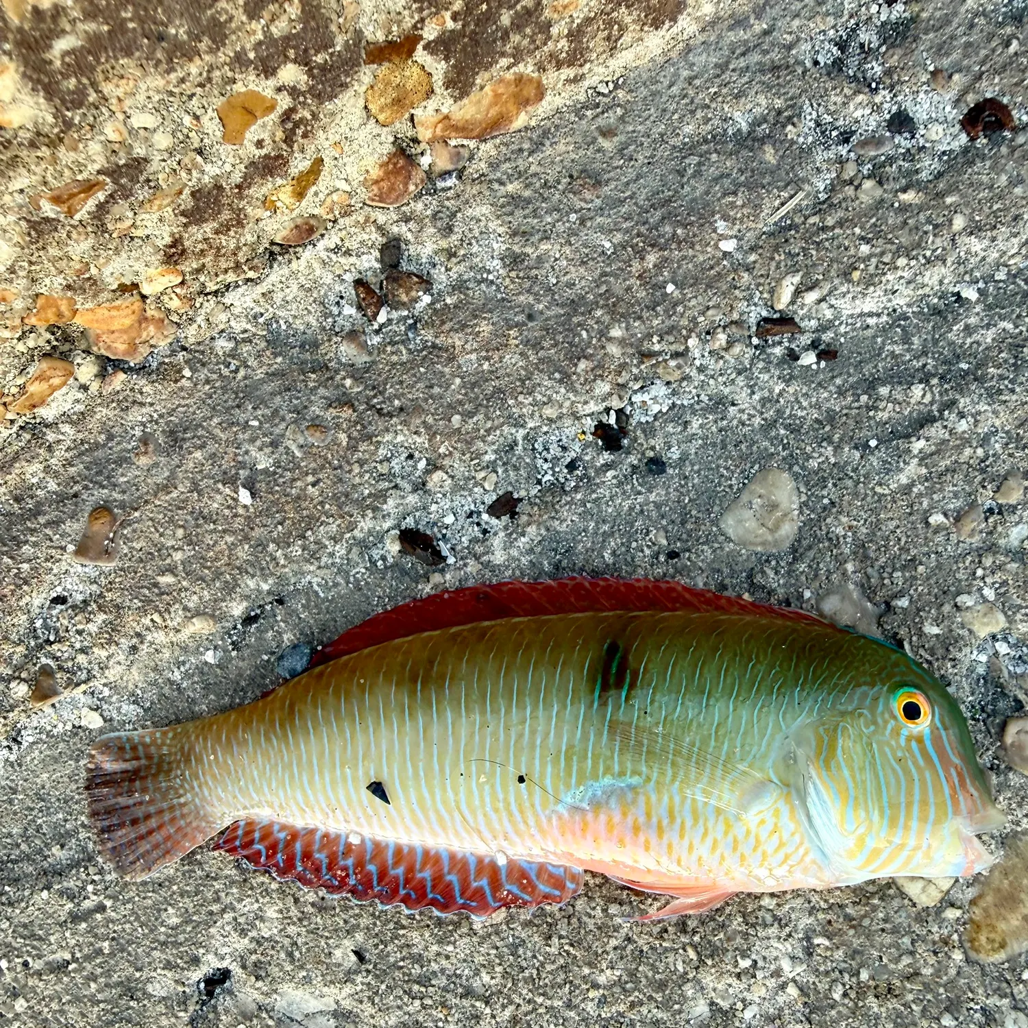 The most recent Pearly razorfish catches on Fishbrain