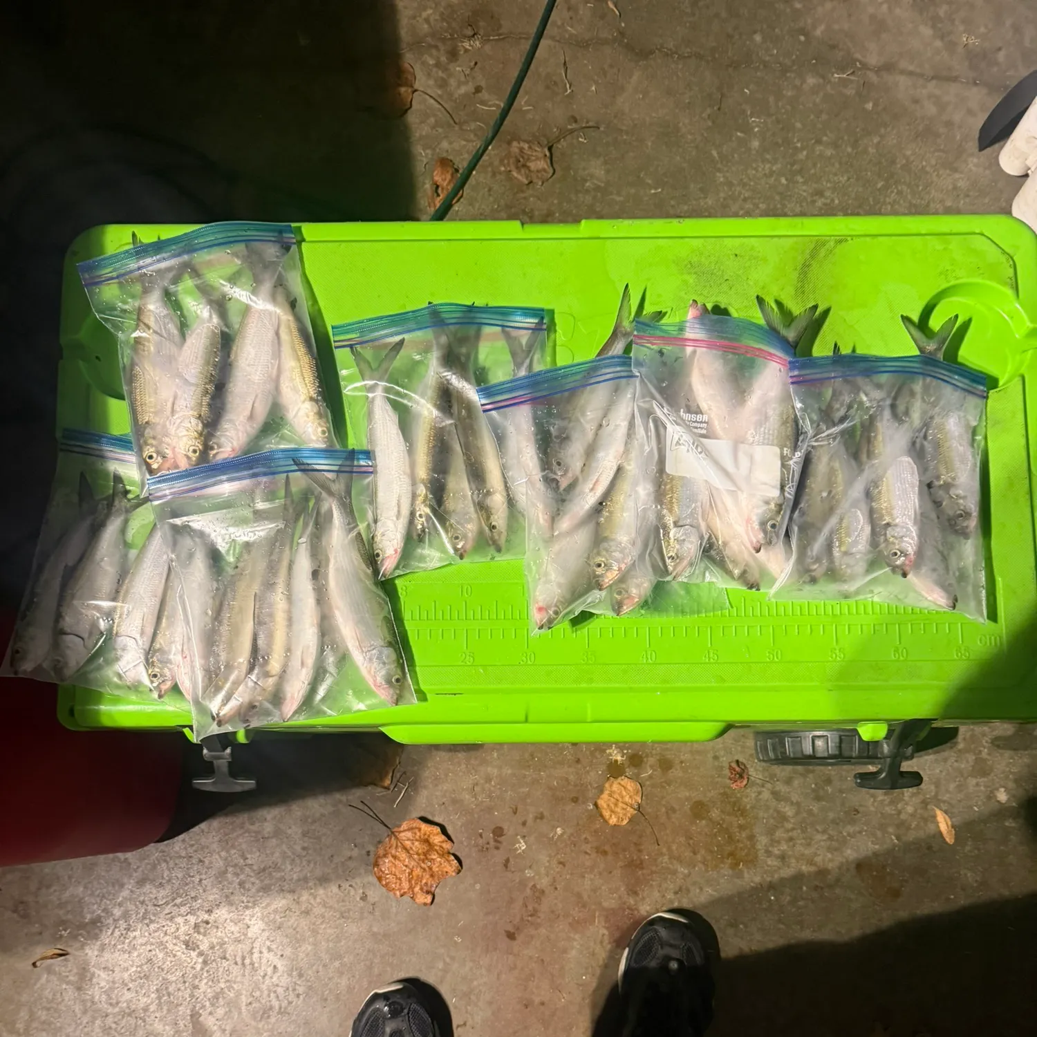 The most recent Skipjack herring catches on Fishbrain