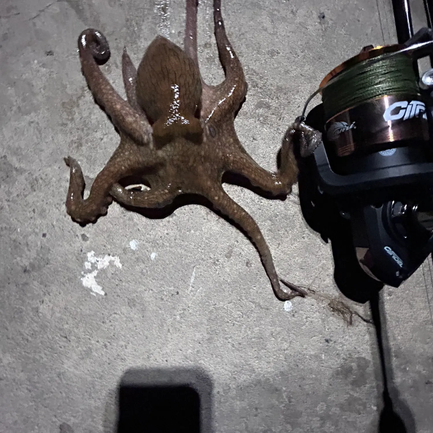 The most recent California two-spot octopus catches on Fishbrain