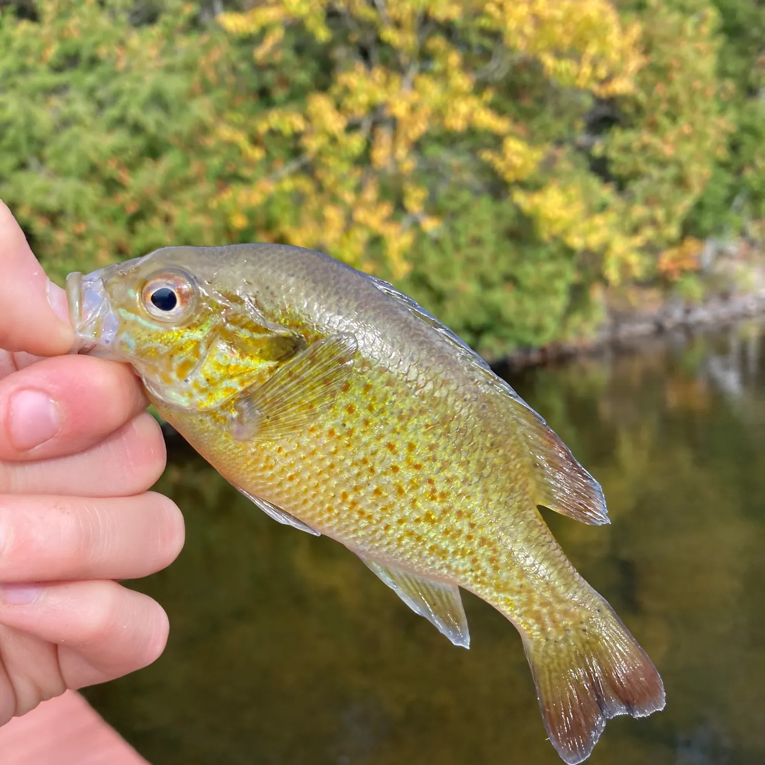 Pumpkinseed caught on Fishbrain