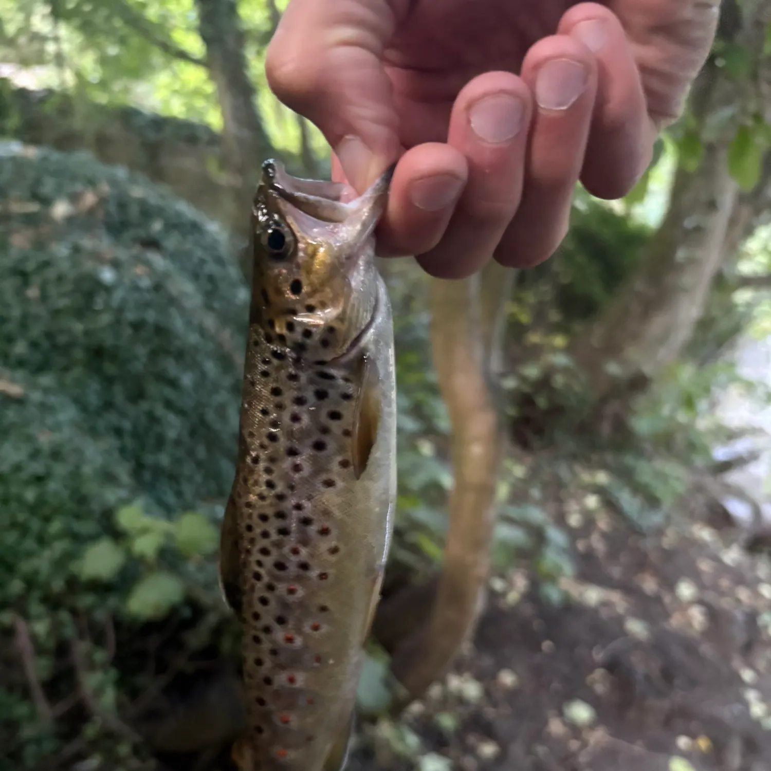 Brown trout caught on Fishbrain