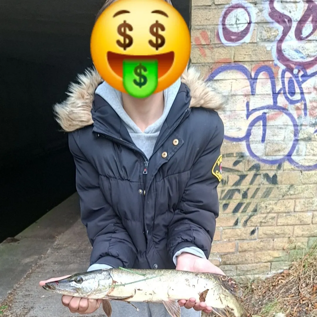 Northern pike caught on Fishbrain