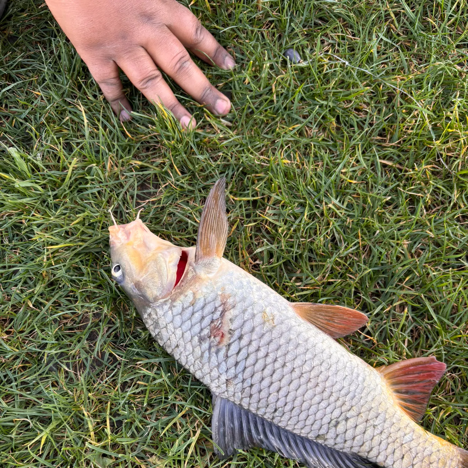 catch