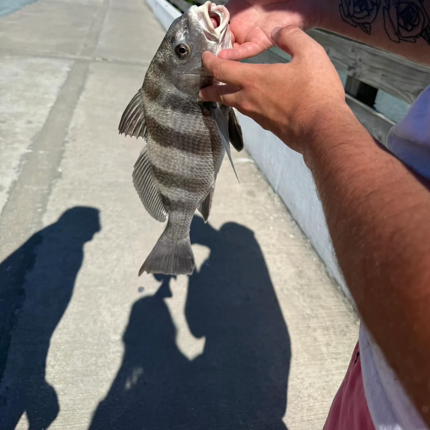 Sheepshead caught on Fishbrain