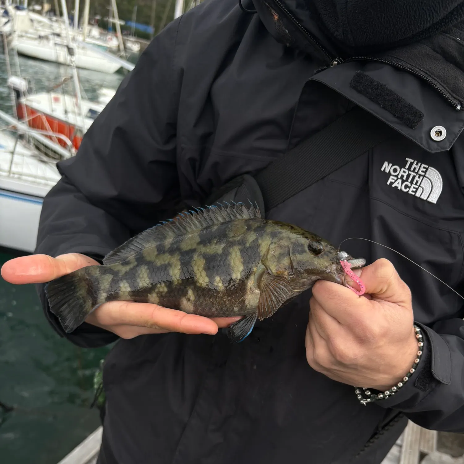 The most recent Corkwing wrasse catches on Fishbrain