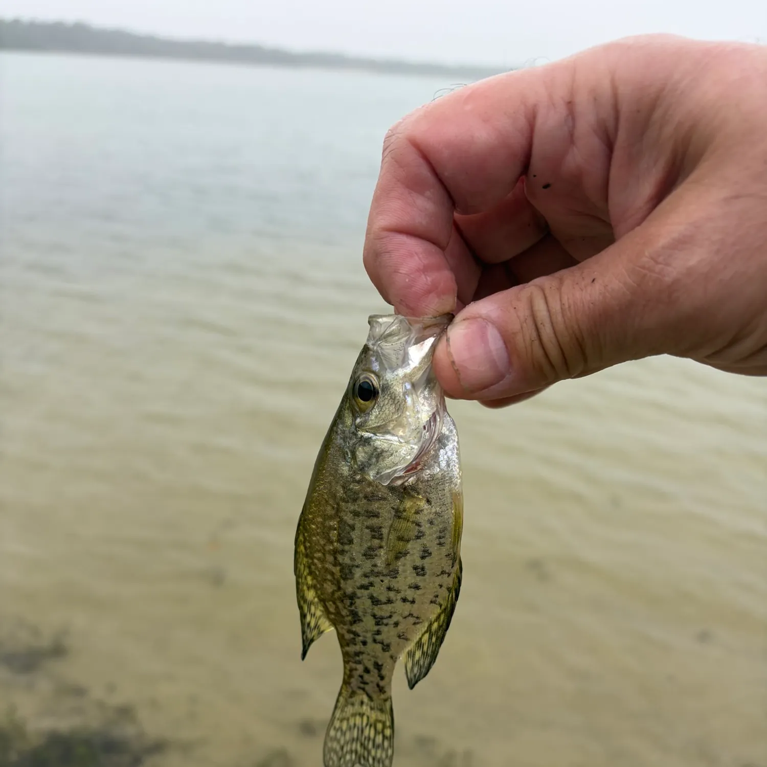 Black crappie caught on Fishbrain