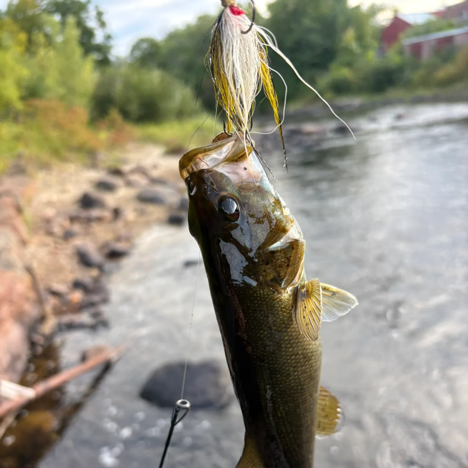 Smallmouth bass caught on Fishbrain