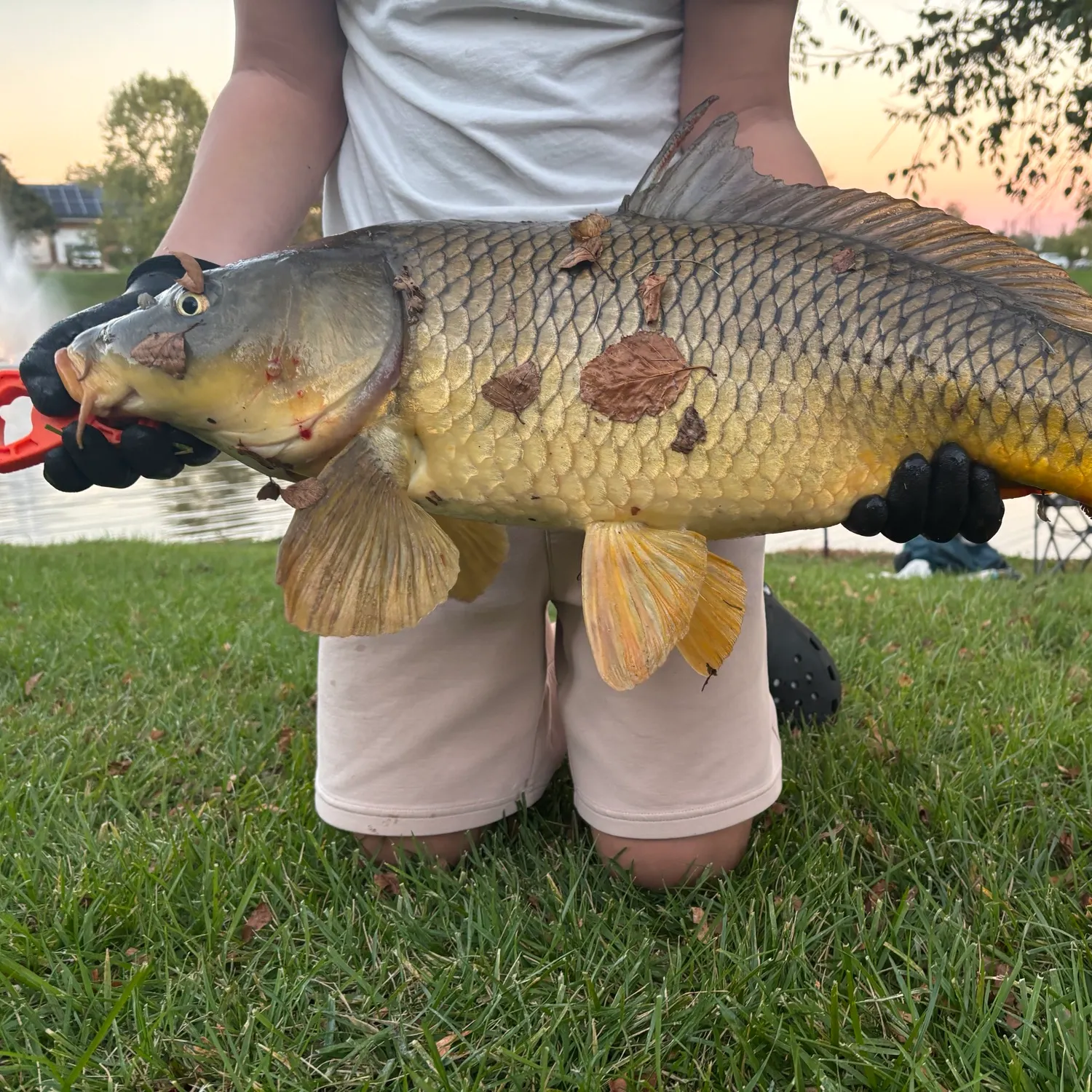 Common carp caught on Fishbrain