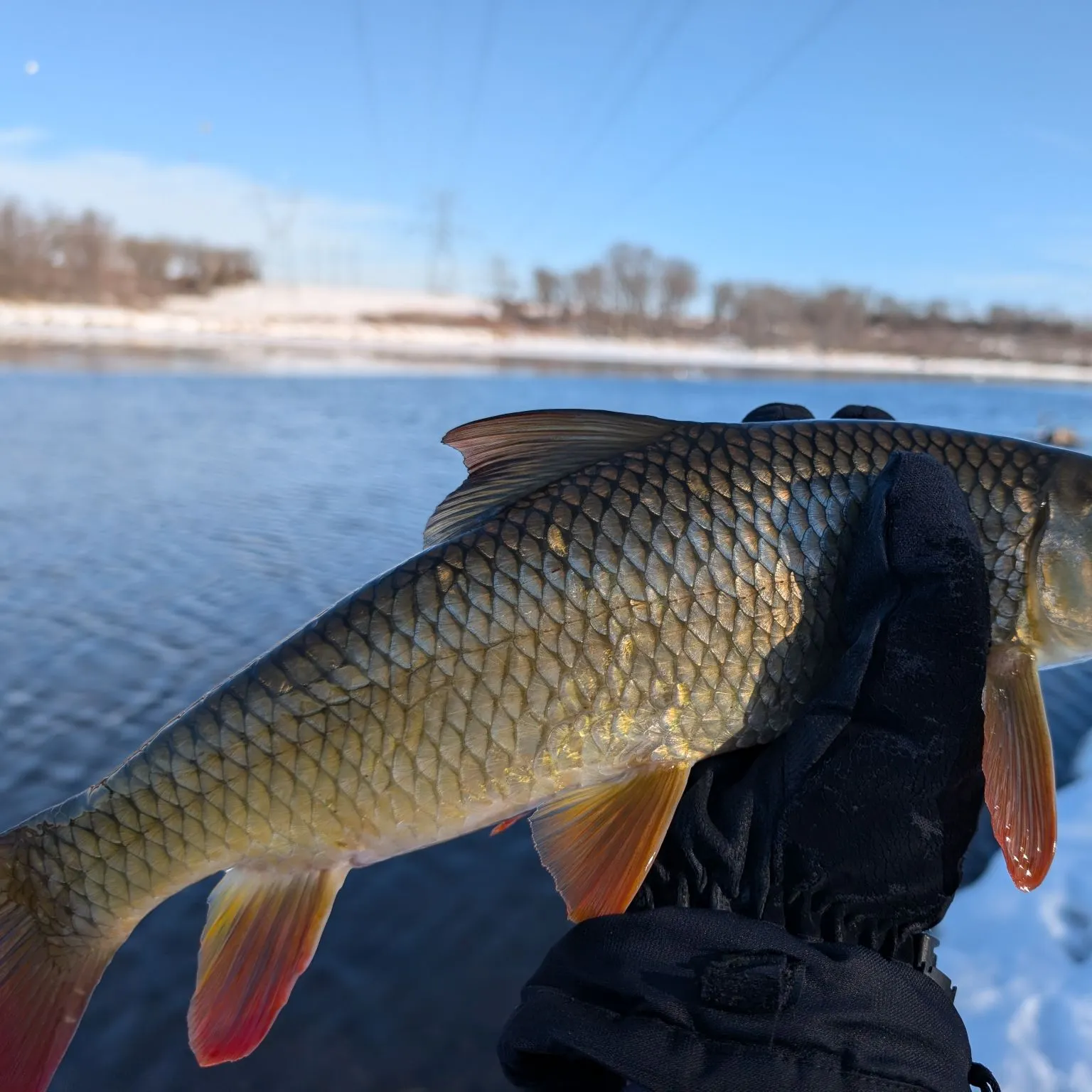 The most recent Shorthead redhorse catches on Fishbrain