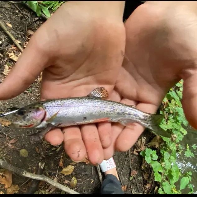 Coastal cutthroat trout caught on Fishbrain