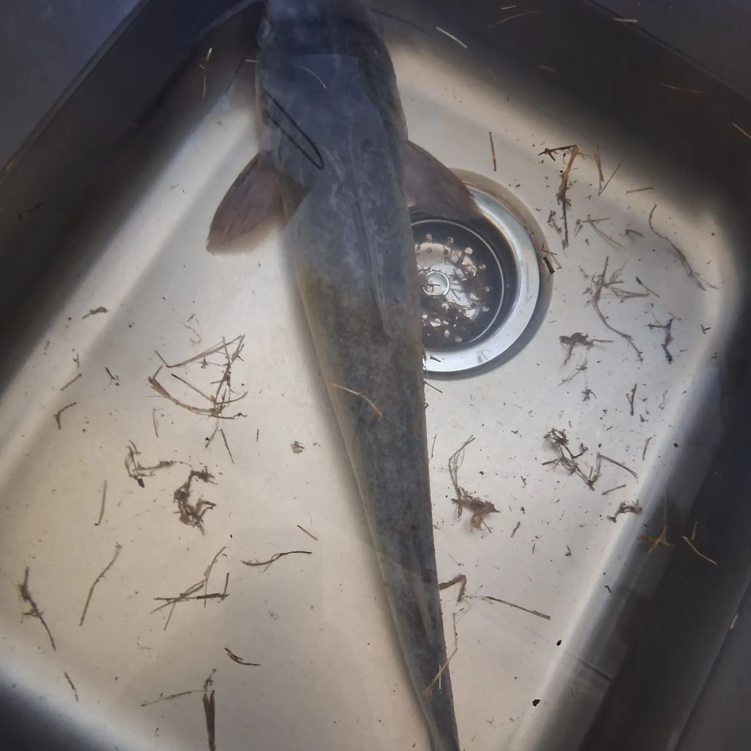 Channel catfish caught on Fishbrain