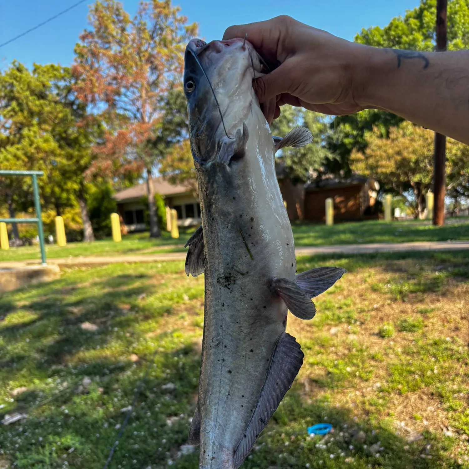 Channel catfish caught on Fishbrain