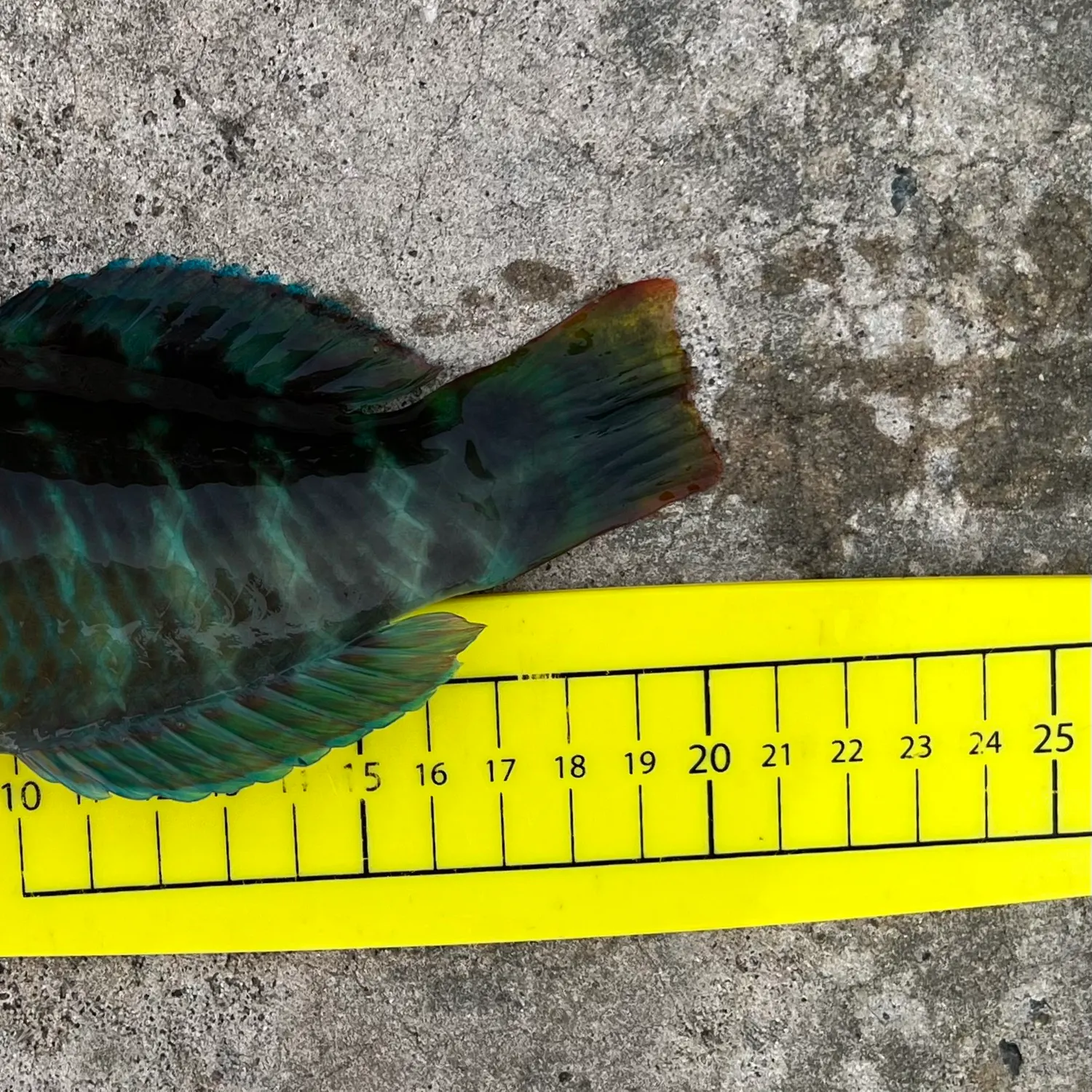 The most recent Gunther's wrasse catches on Fishbrain
