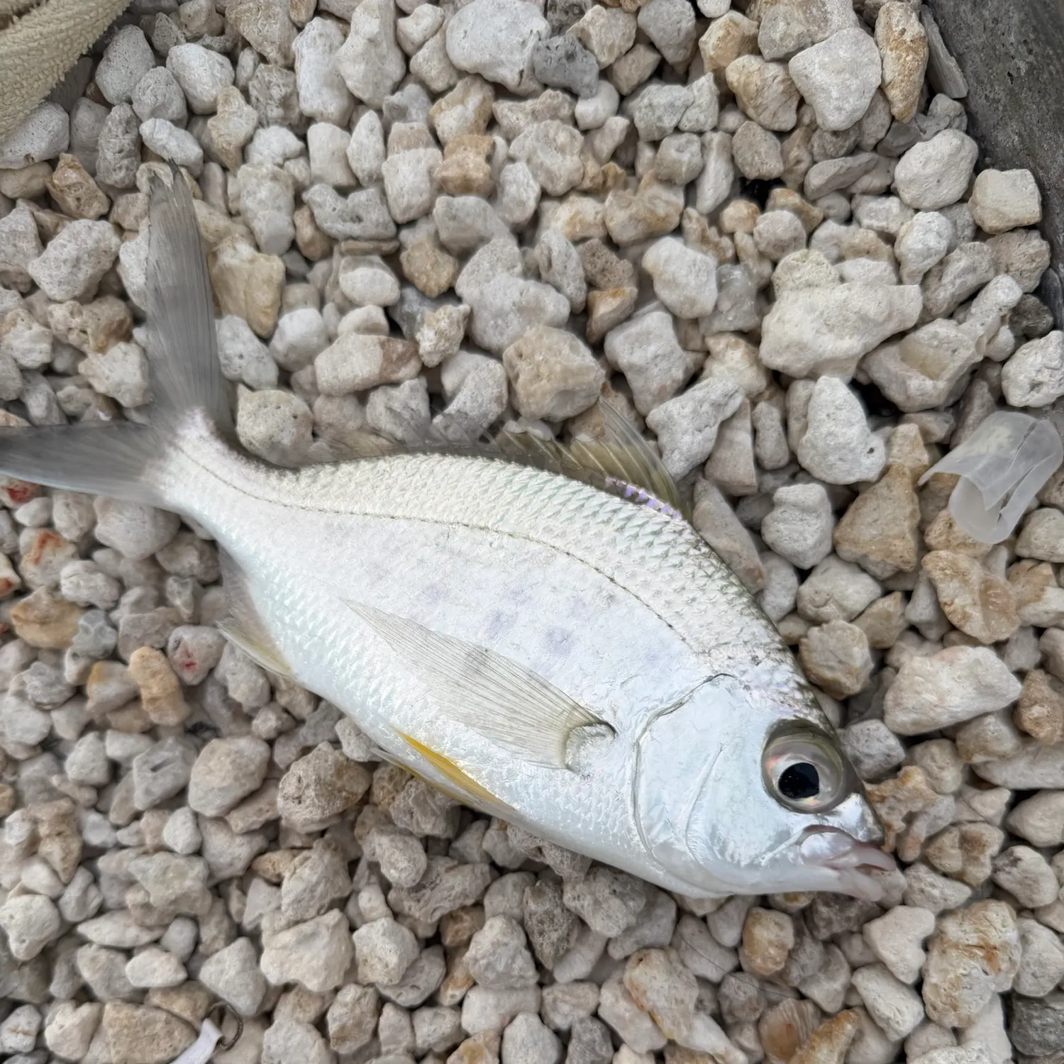 Pinfish caught on Fishbrain