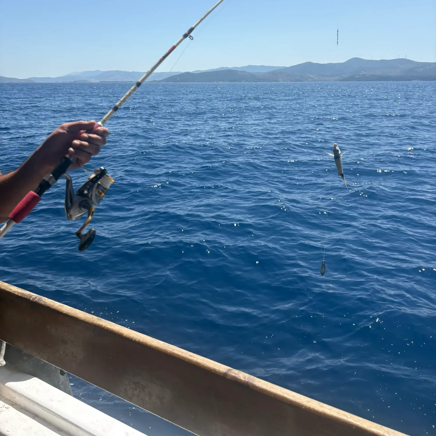 The most recent Common two-banded seabream catches on Fishbrain