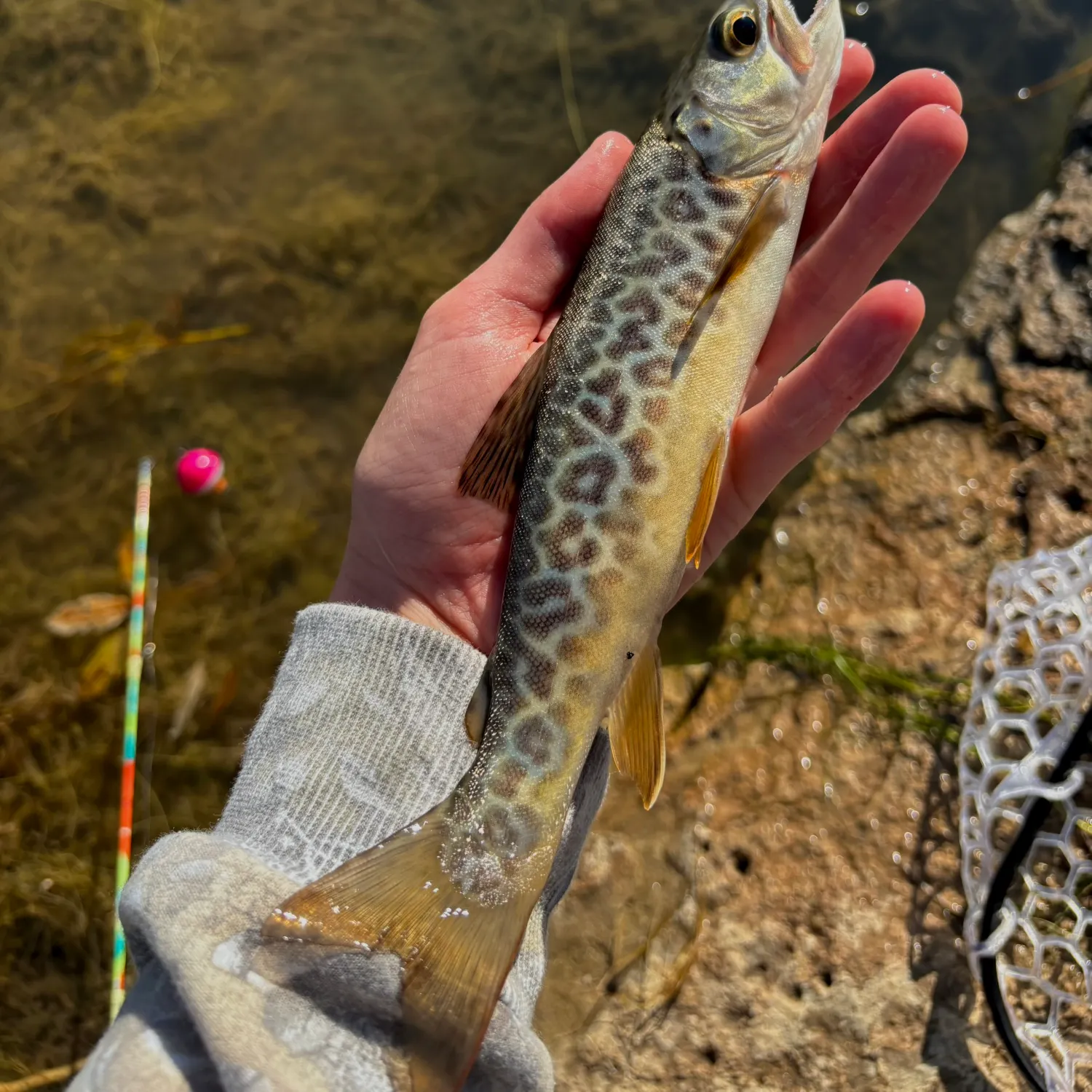 Tiger trout caught on Fishbrain