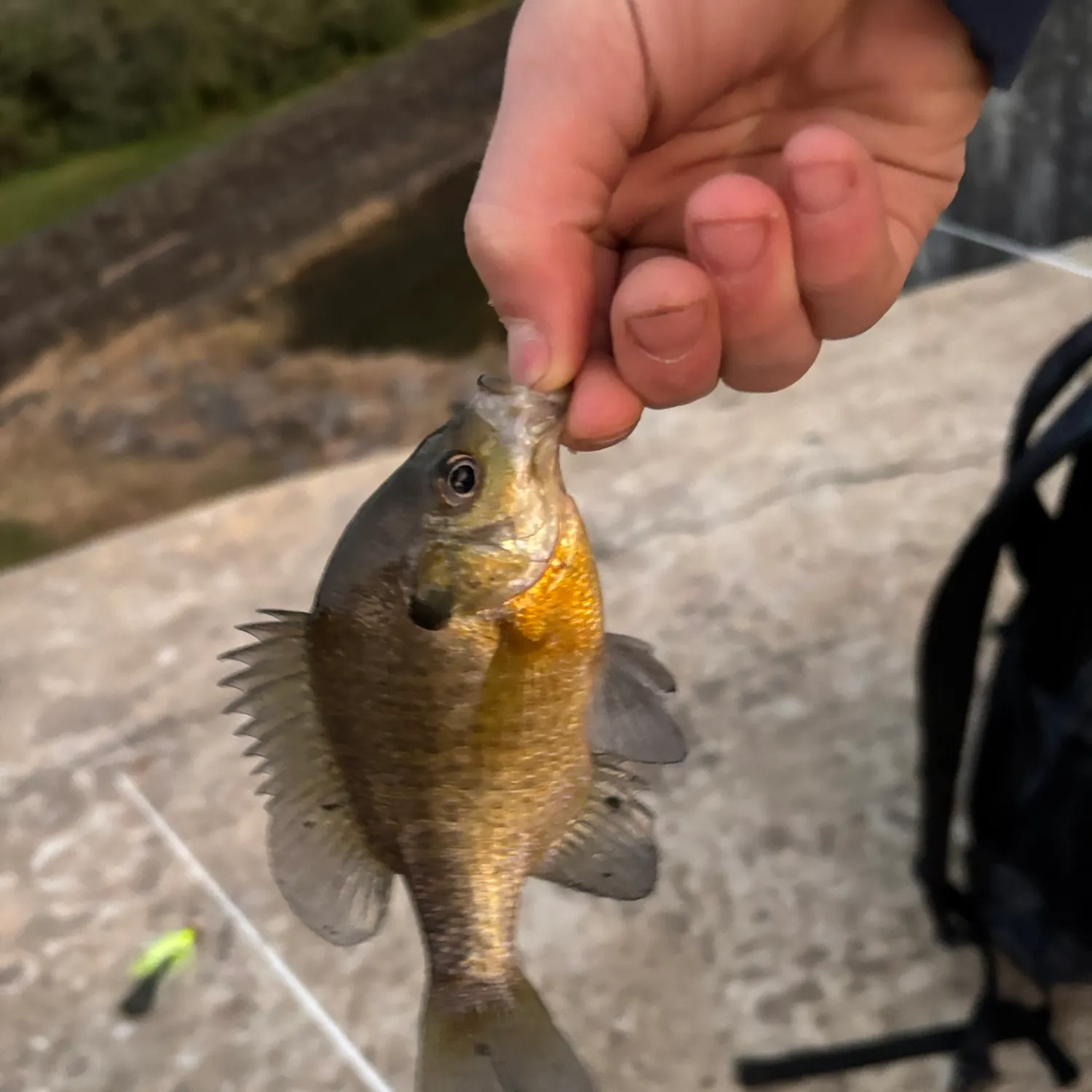 Bluegill caught on Fishbrain