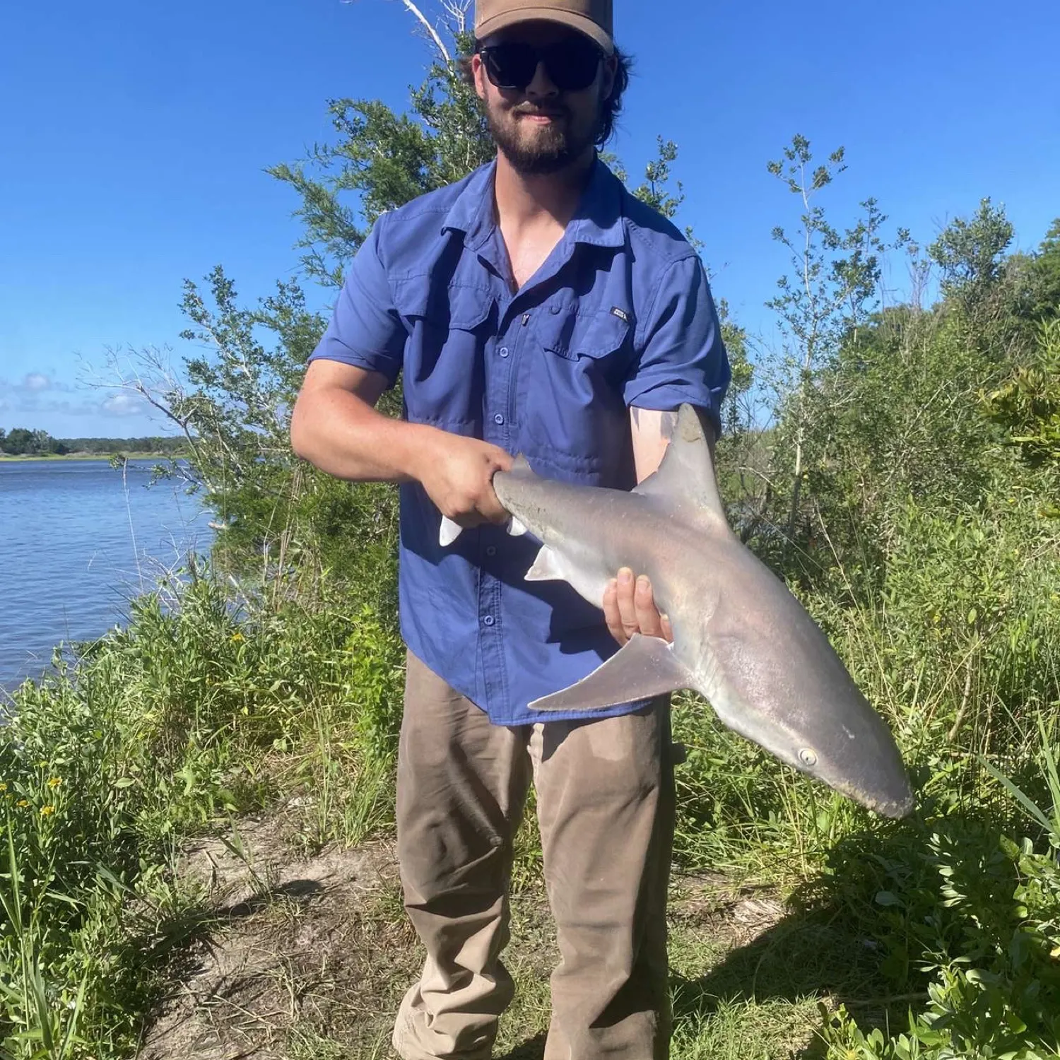 Sandbar shark caught on Fishbrain